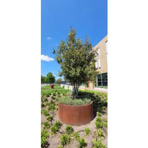 Adezz CIRCUM Cortenstalen Plantenbak Ø 200x80 cm met voet