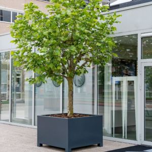 Adezz CARREZ Antracietgrijze (Aluminium) Plantenbak 140x140x80 cm met voet