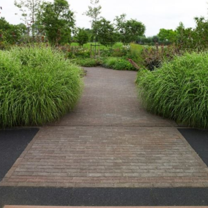 Dikformaat Vida getrommeld 6 cm Carpo