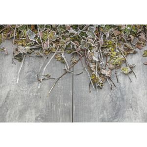 GeoCeramica® topplaat 80x40x1 Timber Grigio
