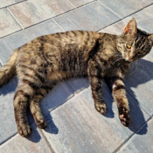 H2O Comfort Square 20x30x6 cm Ocean