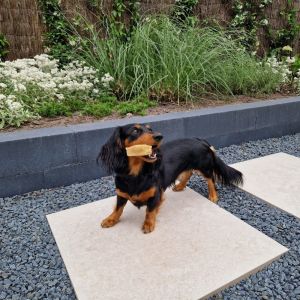 Keramische Tegel SolidSquare 60x60x3 cm Limerock Greige