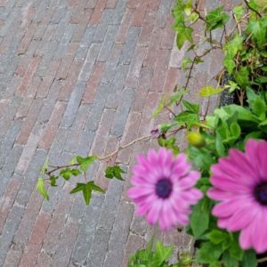 Stonique® Waalformaat Getrommeld 20x5x7 cm Groningerbruin