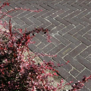 Waalformaat ongetrommeld 8 cm Violeto (paars-bruin)