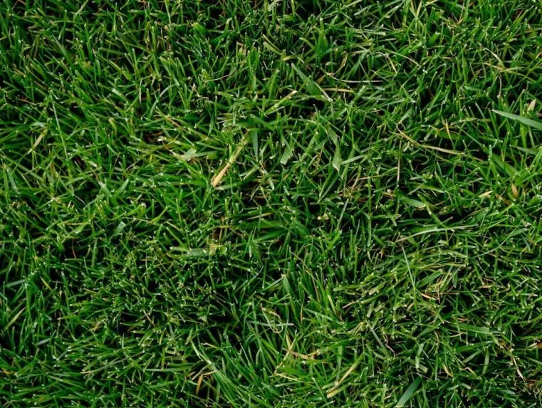 Gazon egaliseren: zo krijg je je grasveld weer strak