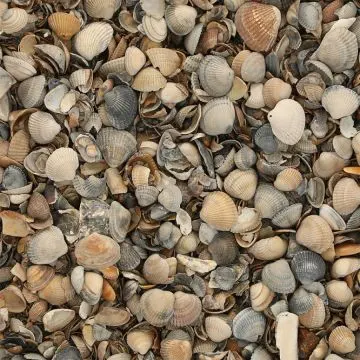 BigBag schelpen 8-16 mm (BigBag á 1000 liter)