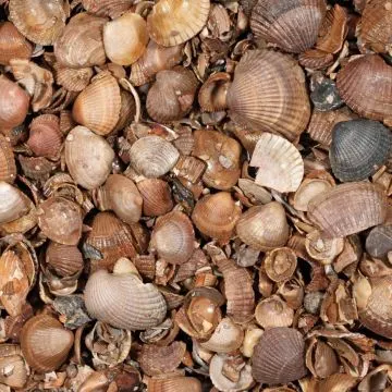 Schelpen 3-20 mm (Big Bag á 350 kg)